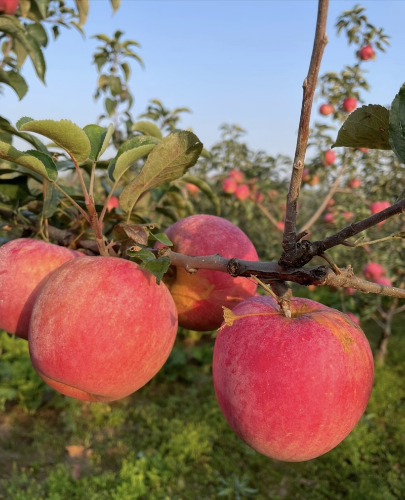 【辽宁苹果】绥中县寒富苹果/东北苹果/对接全网一件批发价
