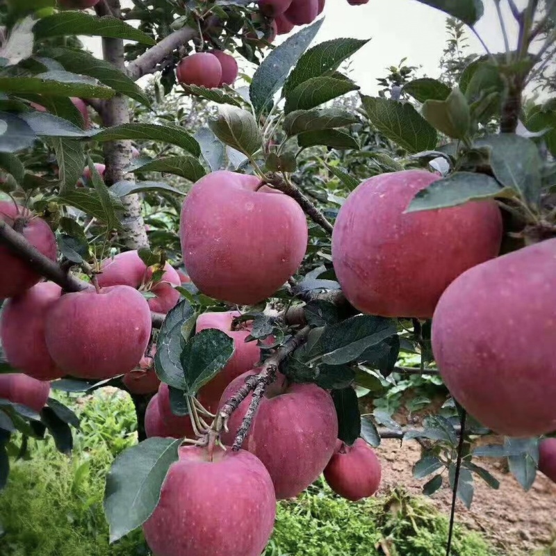 【辽宁苹果】绥中县寒富苹果/东北苹果/对接全网一件批发价