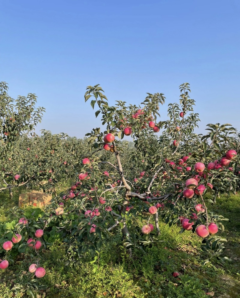 【辽宁苹果】绥中县寒富苹果/东北苹果/对接全网一件批发价