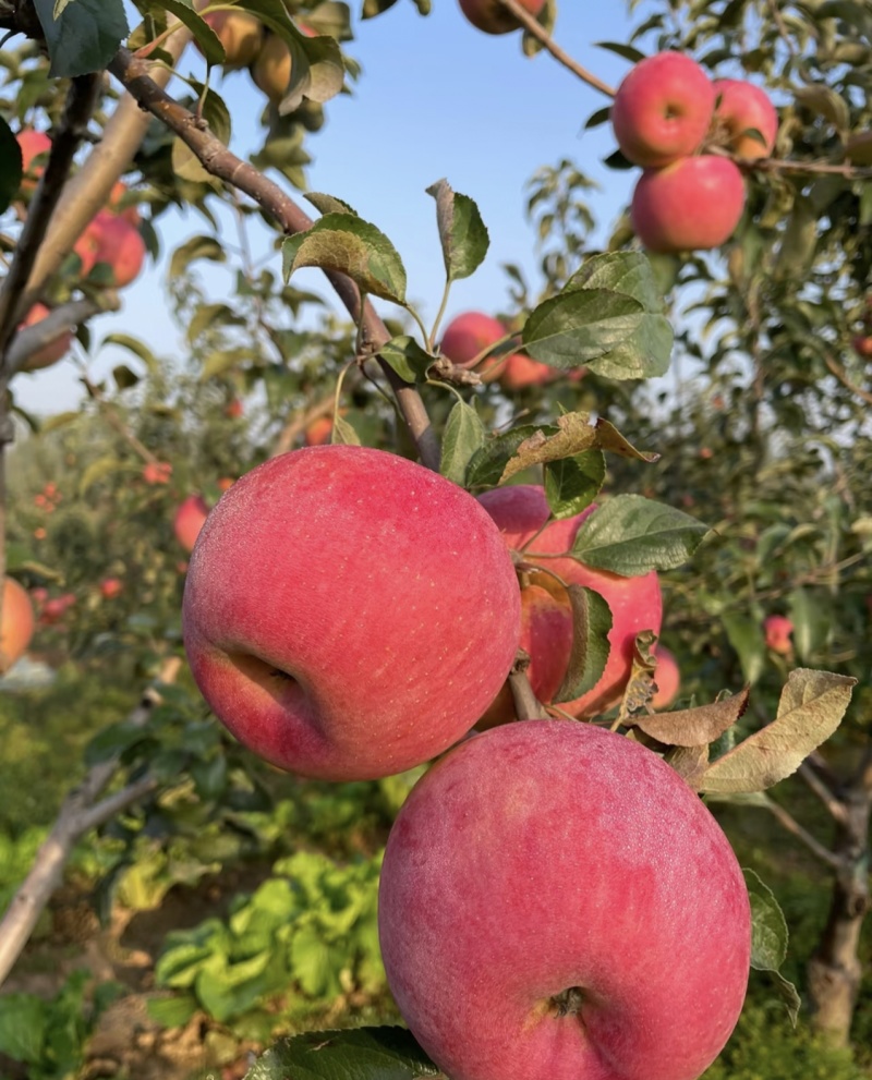 【辽宁苹果】绥中县寒富苹果/东北苹果/对接全网一件批发价