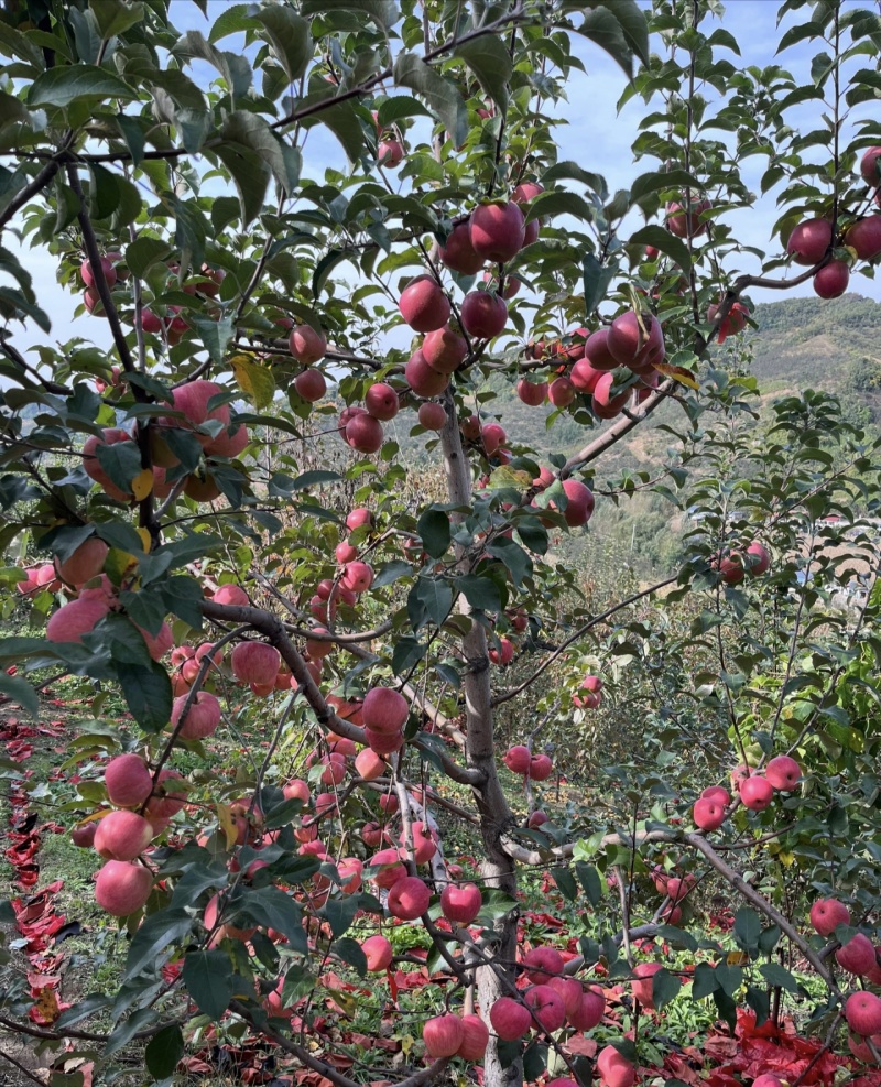 【辽宁苹果】绥中县寒富苹果/东北苹果/对接全网一件批发价