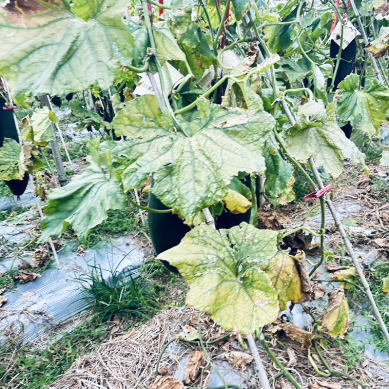 广东黑皮吊冬瓜产地直销广东黑皮冬瓜
