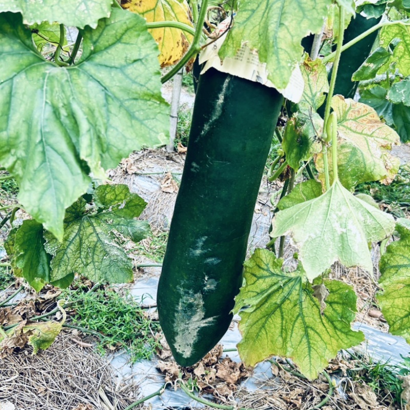 广东黑皮吊冬瓜产地直销广东黑皮冬瓜