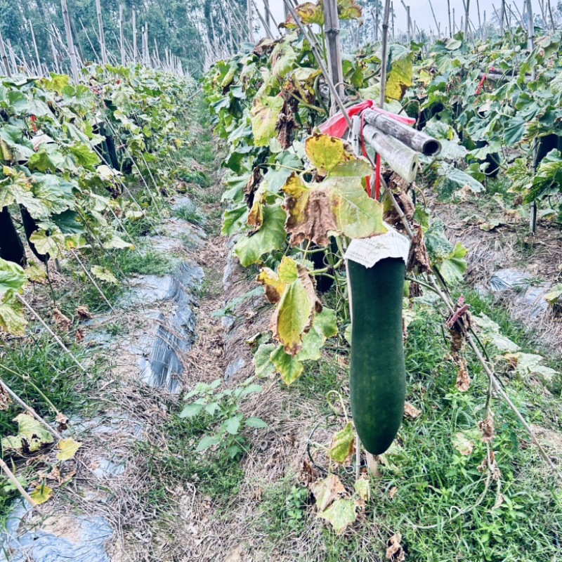 广东黑皮吊冬瓜产地直销广东黑皮冬瓜