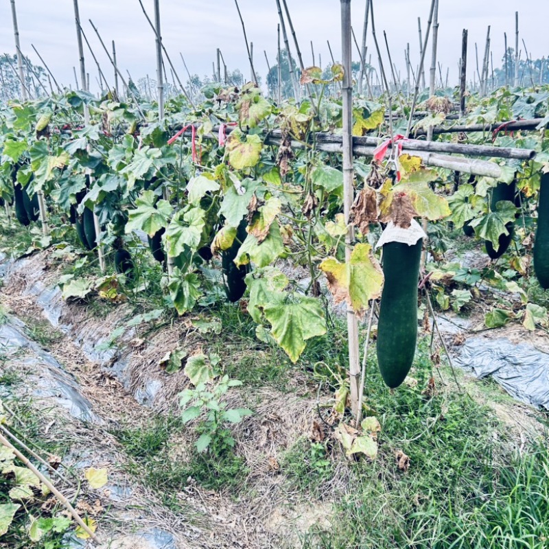 广东黑皮吊冬瓜产地直销广东黑皮冬瓜