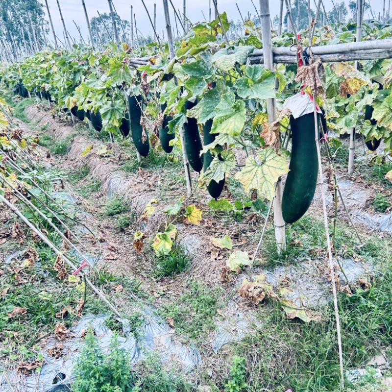 广东黑皮吊冬瓜产地直销广东黑皮冬瓜
