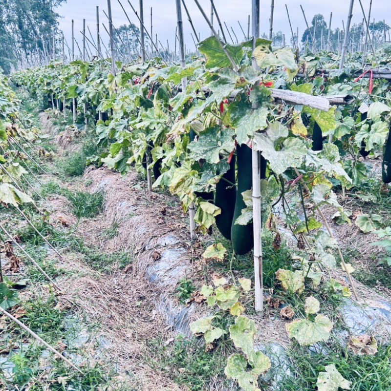 广东黑皮吊冬瓜产地直销广东黑皮冬瓜