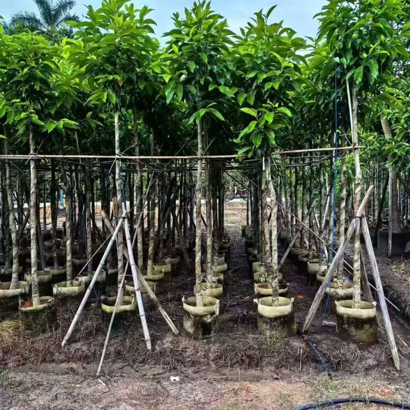 白玉兰5-12公分大量出售自家基地货源稳定欢迎实地考察