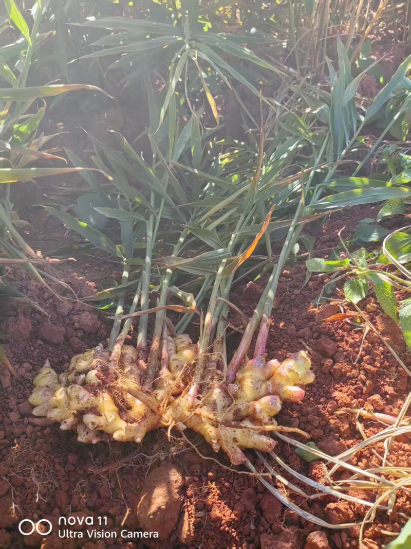 新鲜生姜（湖南二号）源头货源量大有货欢迎老板咨询