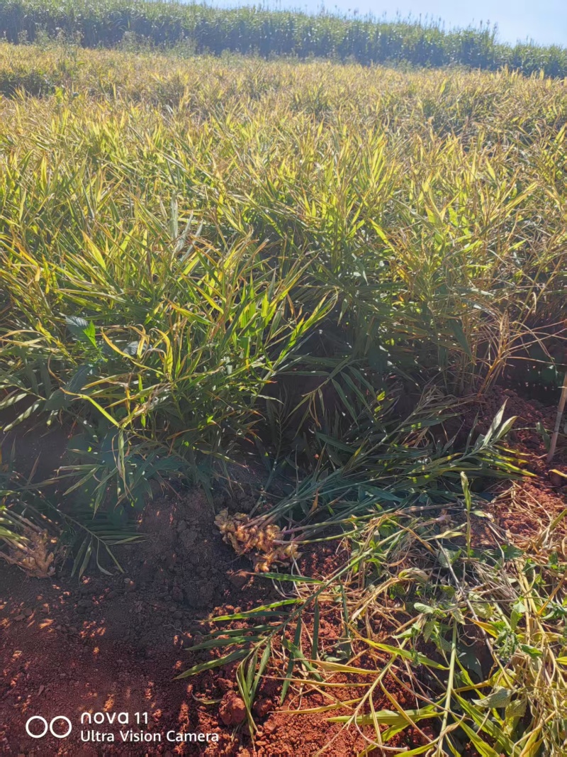 新鲜生姜（湖南二号）源头货源量大有货欢迎老板咨询