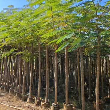3-12公分凤凰木大量出售基地现货直销可视频看货