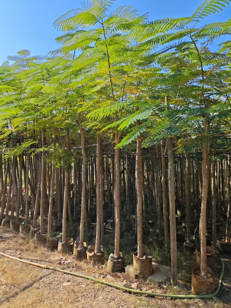 3-12公分凤凰木大量出售基地现货直销可视频看货