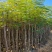 3-12公分凤凰木大量出售基地现货直销可视频看货