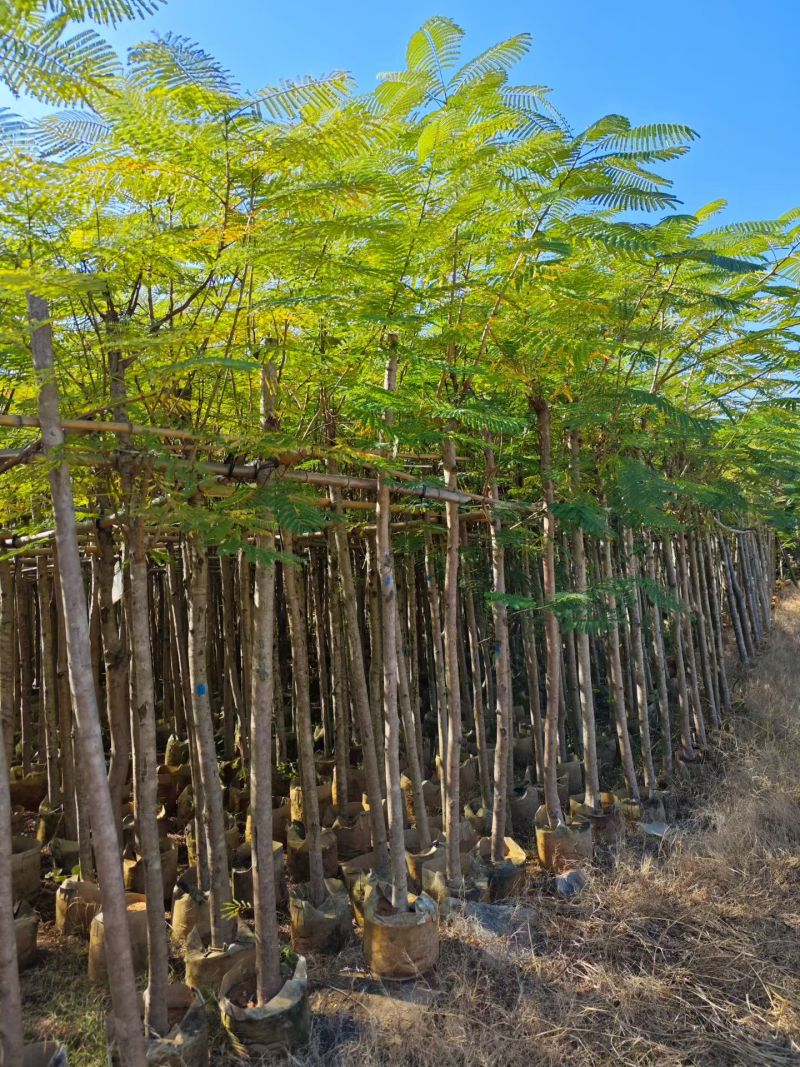 3-12公分凤凰木大量出售基地现货直销可视频看货