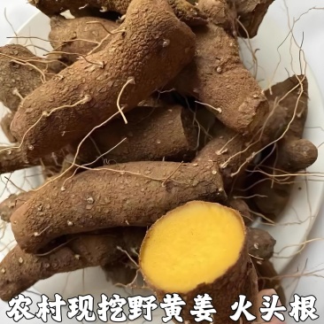药材黄姜