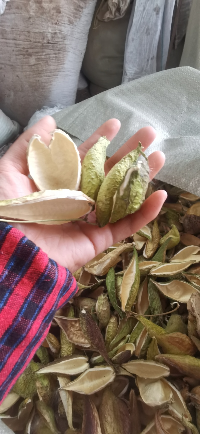 天降壳，罗摩壳