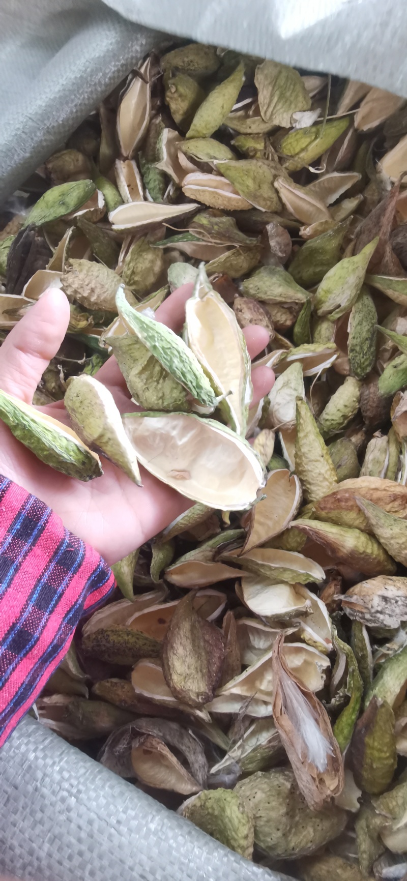 天降壳，罗摩壳