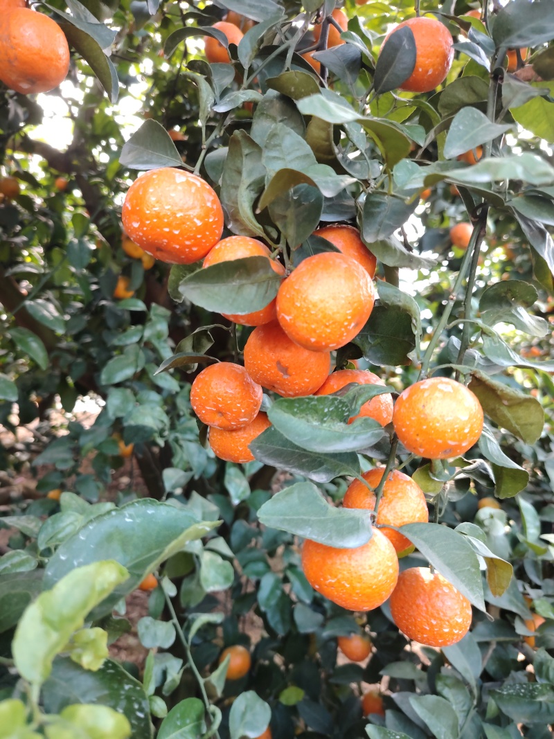 沙糖桔，百家果，大量上市，对接全国果商，外贸，超市，电商