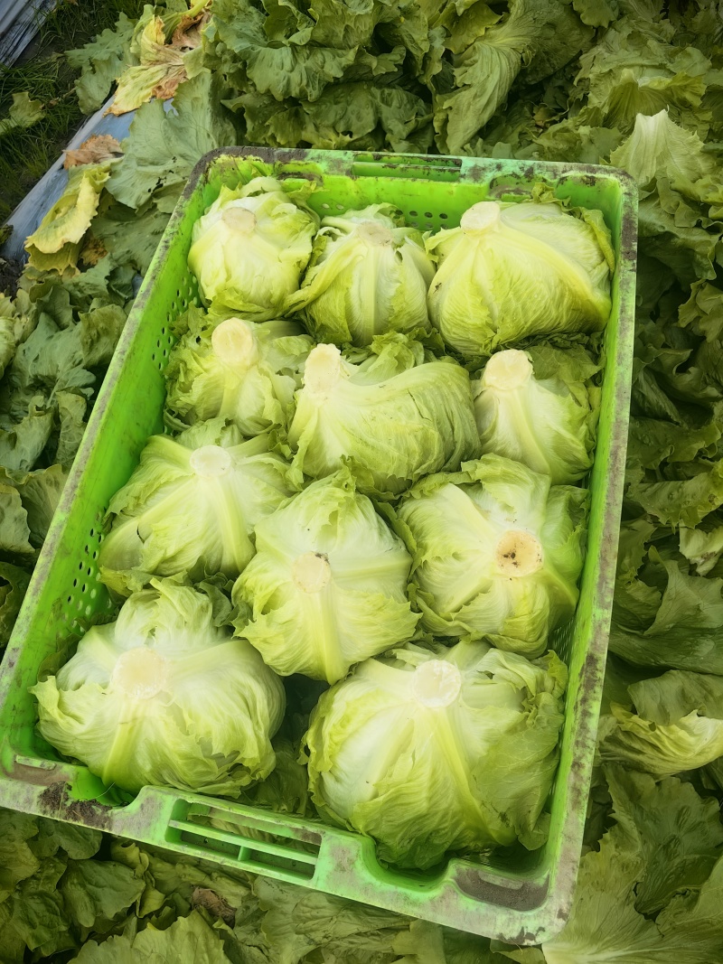 今天自己基地600亩球生菜，支持各种订单包装