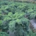今天自己基地600亩球生菜，支持各种订单包装