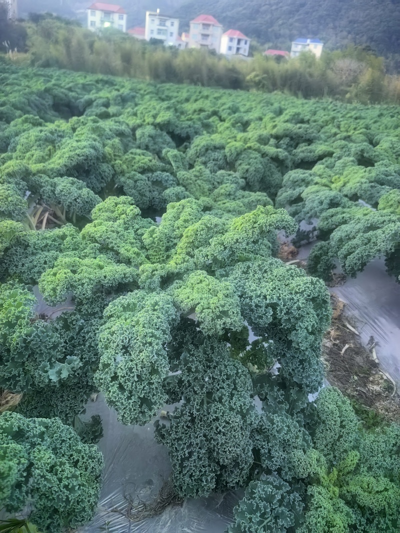 今天自己基地600亩球生菜，支持各种订单包装