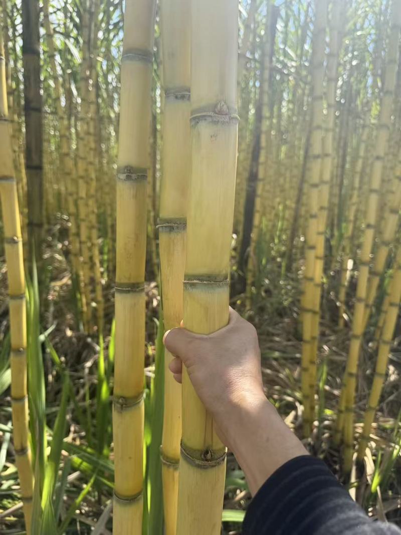 云南黄金甘蔗产地直供量大有货供应各大市场欢迎老板联系咨询