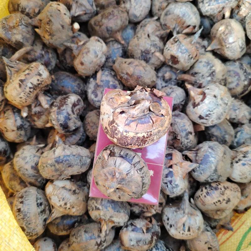 广西水果马蹄，荸荠，珍珠马蹄，产地一手货源，对接全国发货