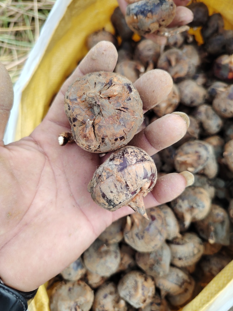 广西水果马蹄，荸荠，珍珠马蹄，产地一手货源，对接全国发货