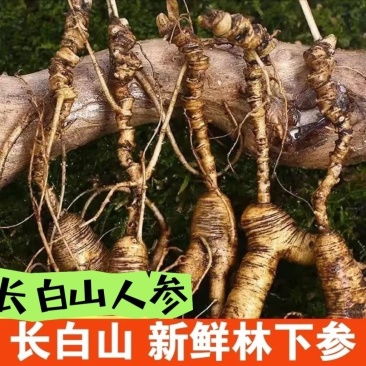 东北吉林长白山野山参15年带土新鲜人参林下参移山参