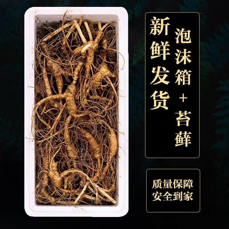 东北吉林长白山野山参15年带土新鲜人参林下参移山参