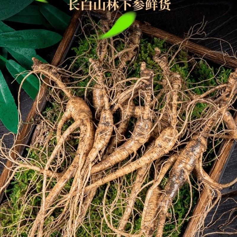 东北吉林长白山野山参15年带土新鲜人参林下参移山参