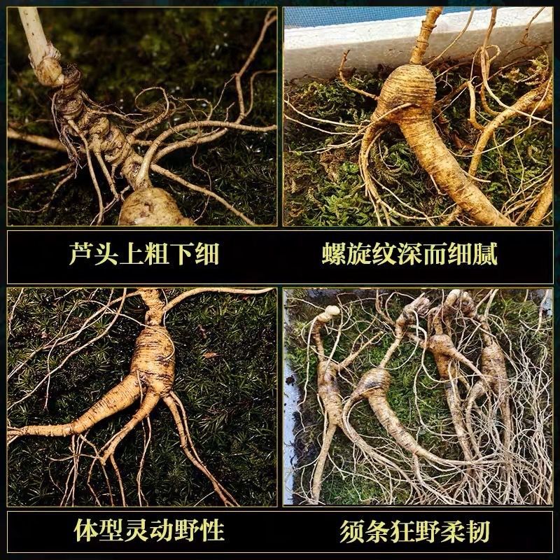 东北吉林长白山野山参15年带土新鲜人参林下参移山参