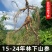 东北吉林长白山野山参15年带土新鲜人参林下参移山参