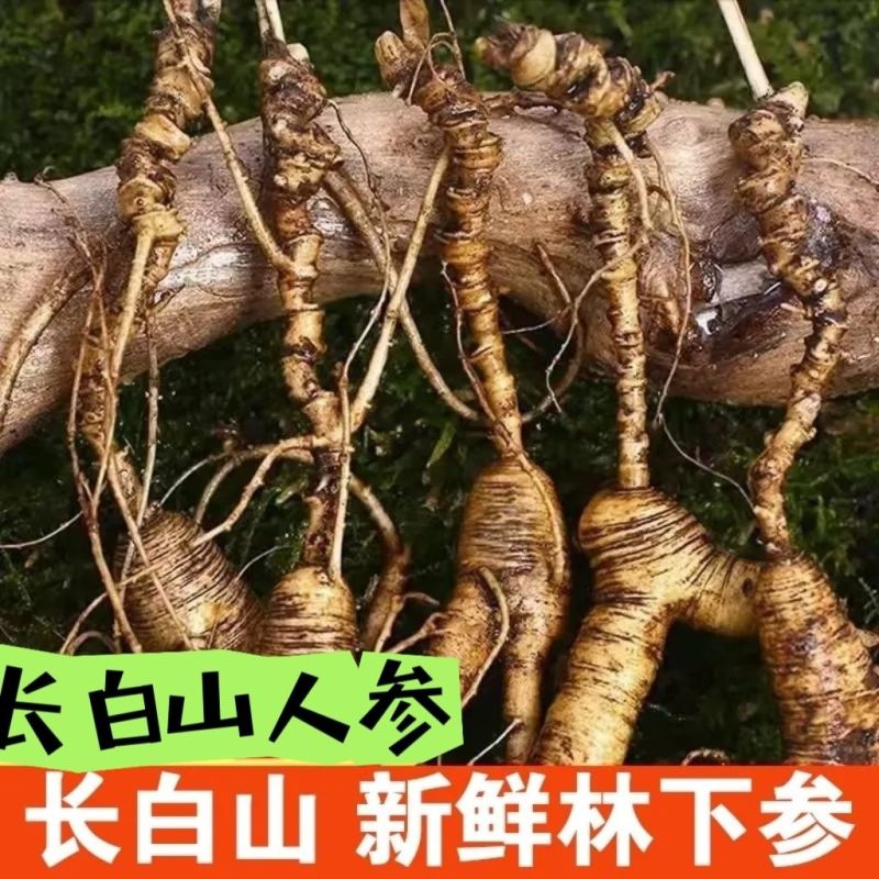 东北吉林长白山野山参15年带土新鲜人参林下参移山参