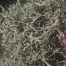 绞股蓝梗
