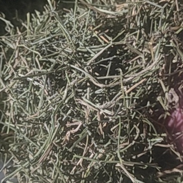 绞股蓝梗
