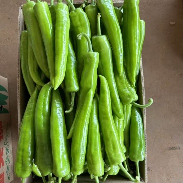 【黄皮辣椒】精品对接全国产地直发电商市场货产地直发一手货源
