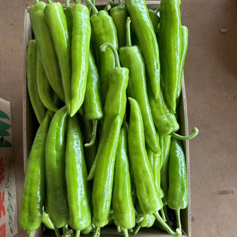 【黄皮辣椒】精品对接全国产地直发电商市场货产地直发一手货源
