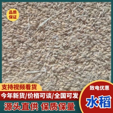 江苏盐城水稻硬稻水分14.5以内杂质1.0以内