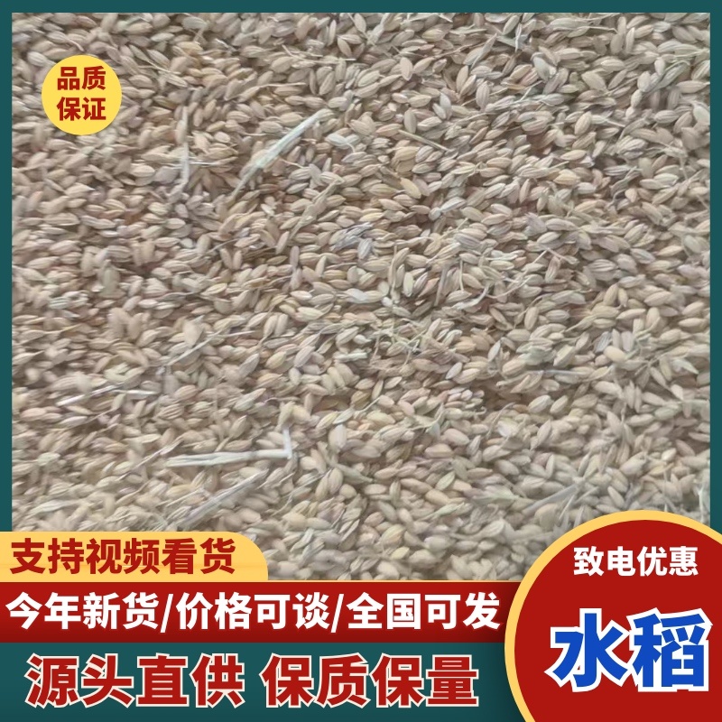 江苏盐城水稻硬稻水分14.5以内杂质1.0以内