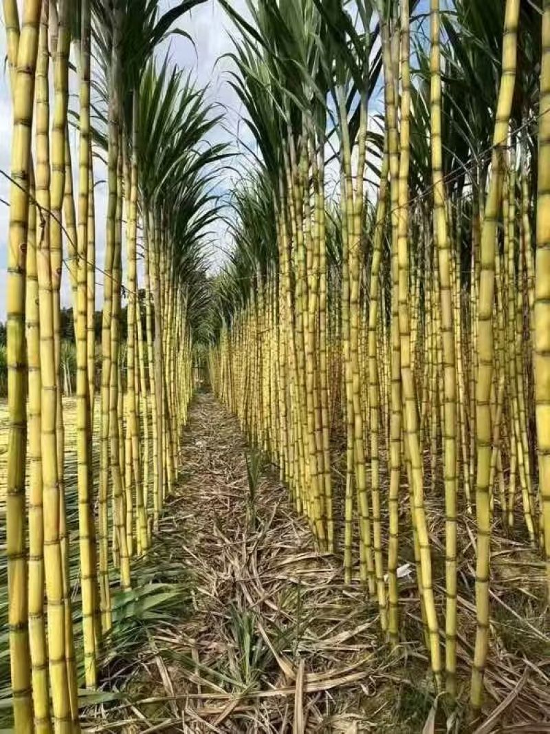 1推荐云南甘蔗黄皮甘蔗脆甜多汁一手货源实力代发全国
