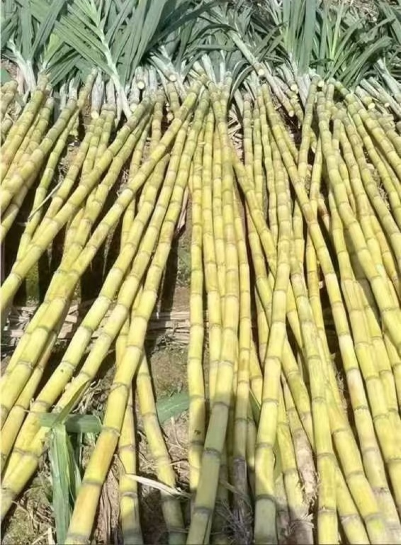 1推荐云南甘蔗黄皮甘蔗脆甜多汁一手货源实力代发全国