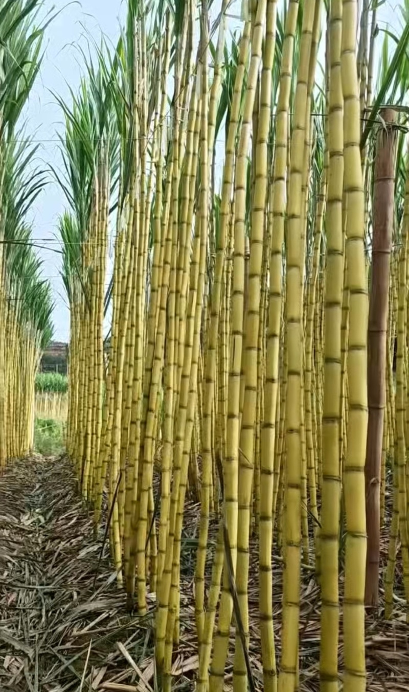 1推荐云南甘蔗黄皮甘蔗脆甜多汁一手货源实力代发全国