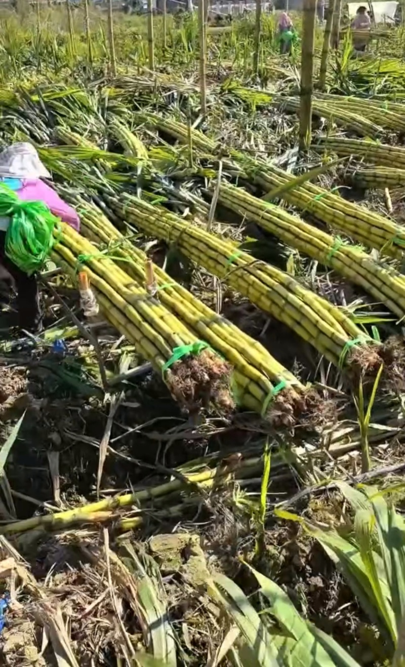 1推荐云南甘蔗黄皮甘蔗脆甜多汁一手货源实力代发全国