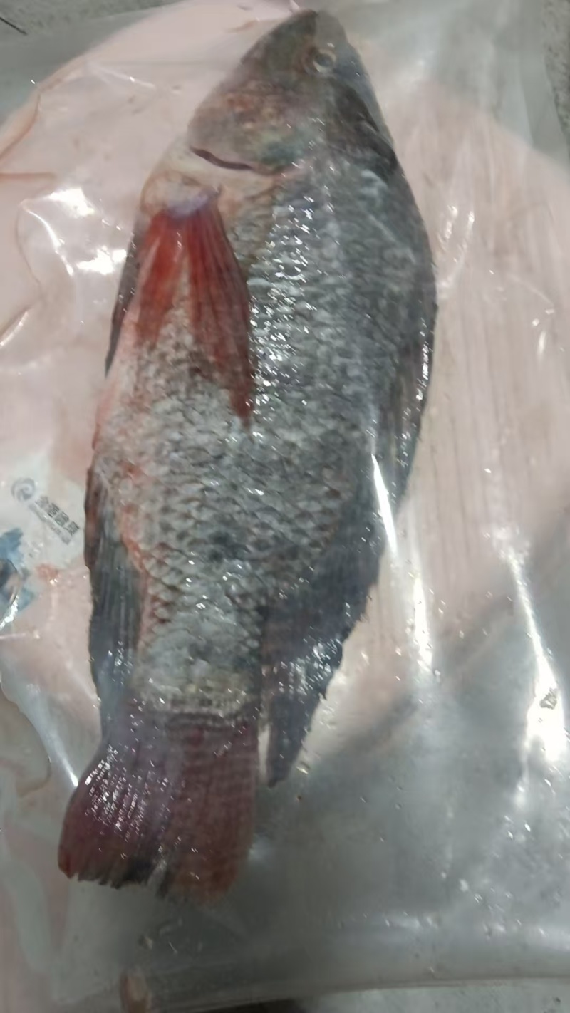 罗非鱼三去罗非鱼干净新鲜口感好价格实惠欢迎老板联系
