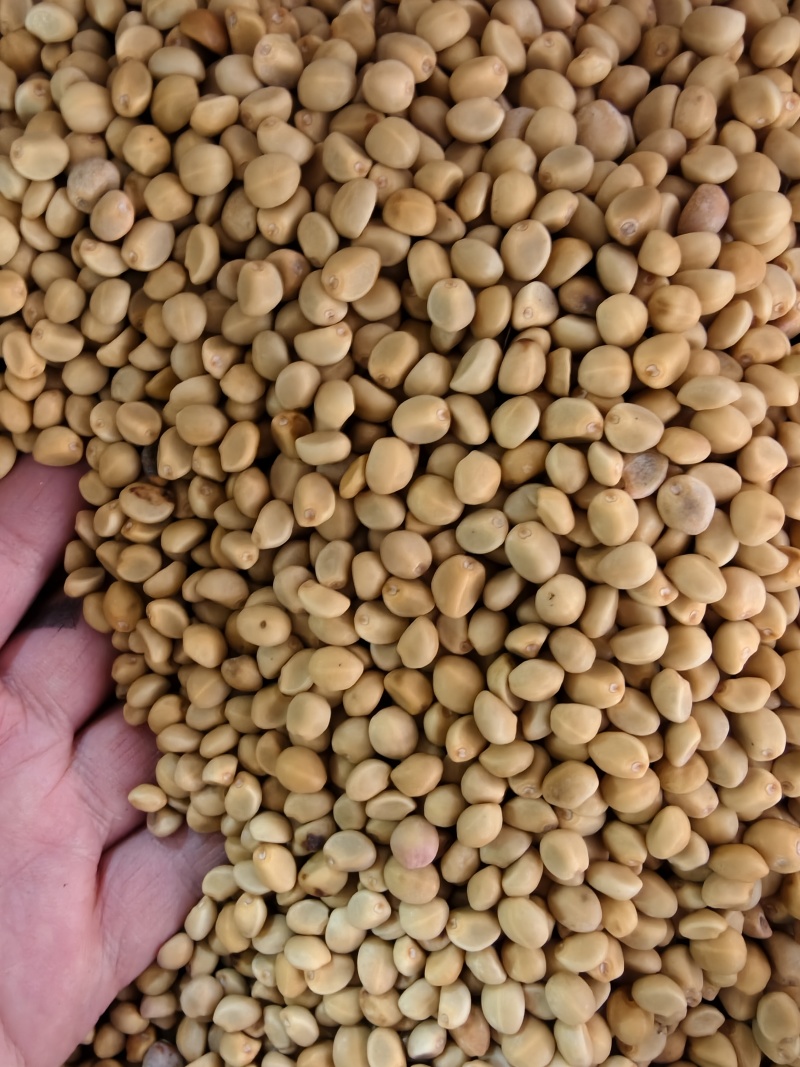 华佗豆跌打豆拐子豆货源充足10公斤以上