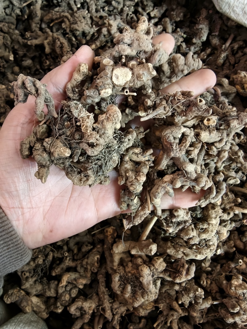 仙灵脾羊角叶根淫羊藿根货源充足10公斤以上更优惠