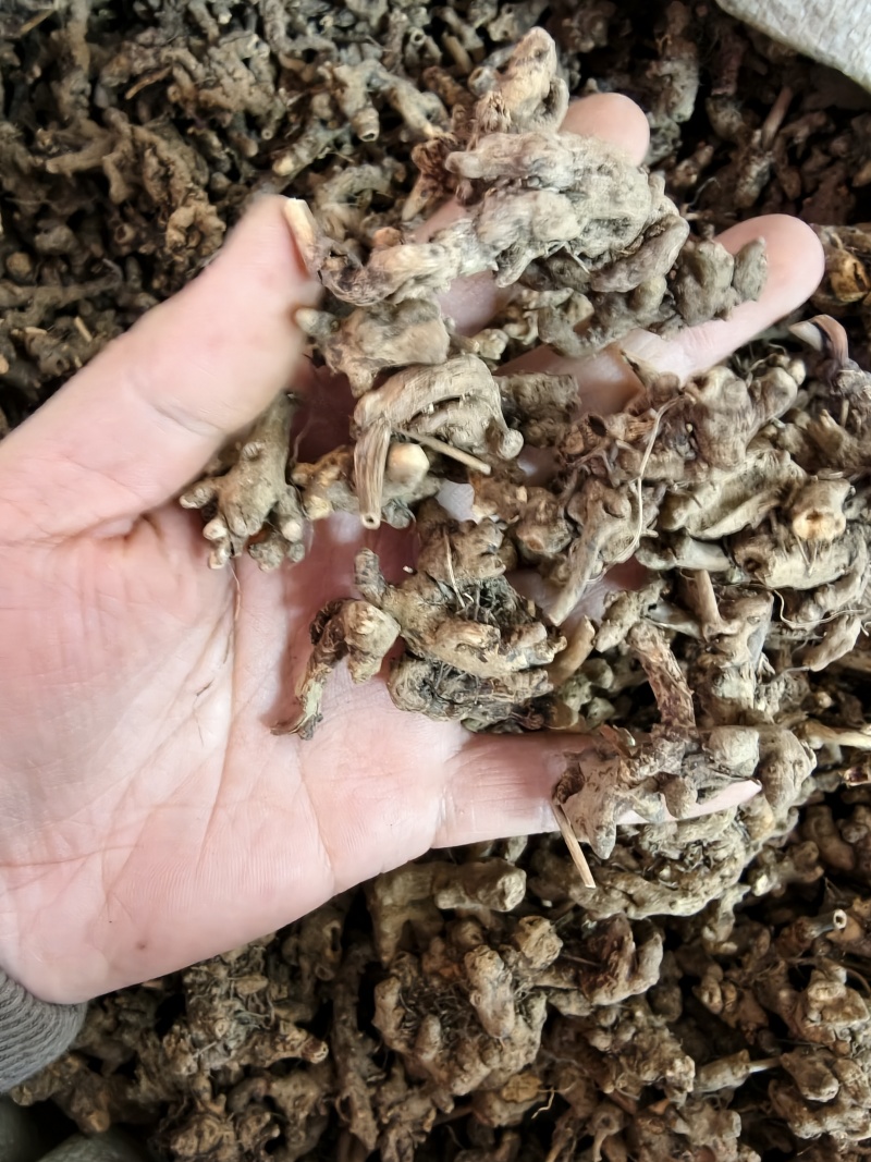 仙灵脾羊角叶根淫羊藿根货源充足10公斤以上更优惠