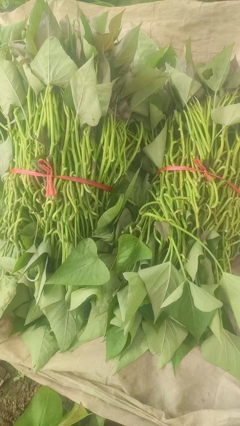 精品西瓜红苗商薯19冰糖心哈密红薯苗