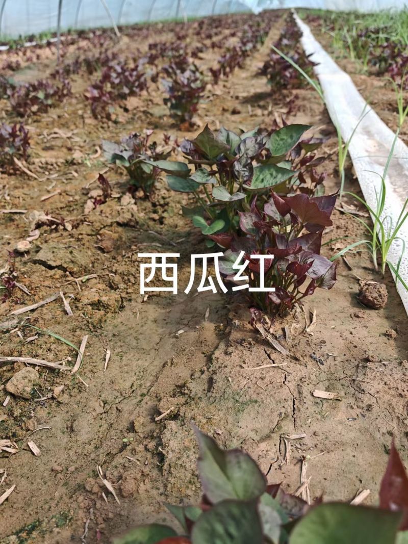 精品西瓜红苗商薯19冰糖心哈密红薯苗